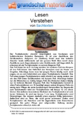 Teddyhamster - Sachtext.pdf